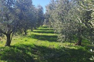 a Polpenazze s/G!! Lotto Agricolo con U