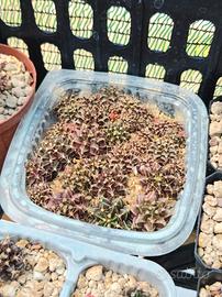 lotto piante grasse gymnocalycium 