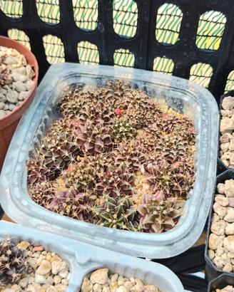 lotto piante grasse gymnocalycium 