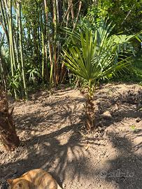 Palme