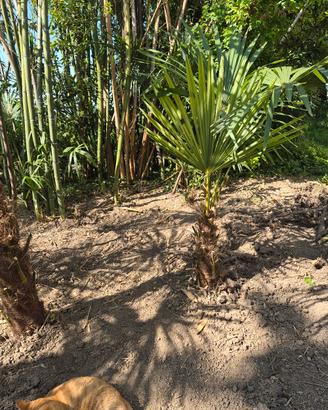 Palme