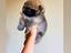 Immagine 2