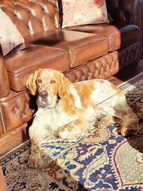Setter inglese orange belton - per monta