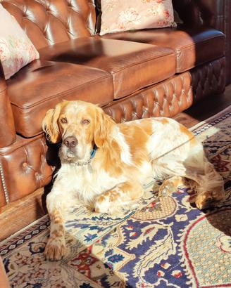 Setter inglese orange belton - per monta