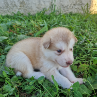 Cuccioli di Alaskan Malamute