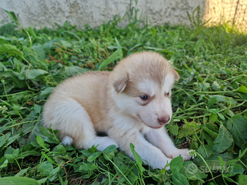 Cuccioli di Alaskan Malamute