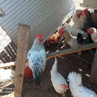 Galli galline anatre o he pulcini
