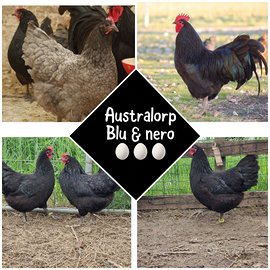 Galline Australorp