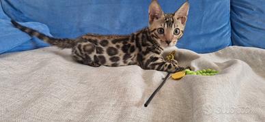 Cuccioli BENGALA