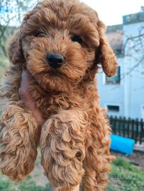 Cuccioli barboncino red