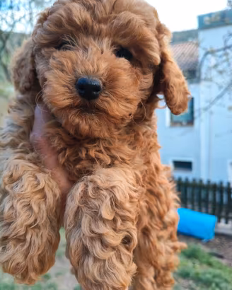 Cuccioli barboncino red
