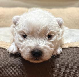 Cucciolo di west highland