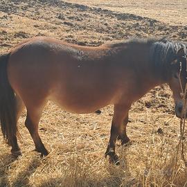 Splendida Pony! 