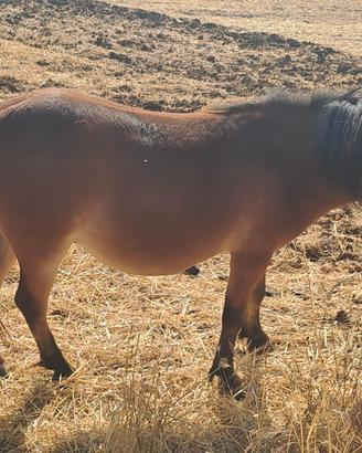 Splendida Pony! 