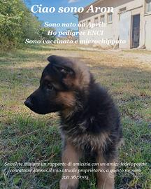 Cucciolo Pastore Tedesco