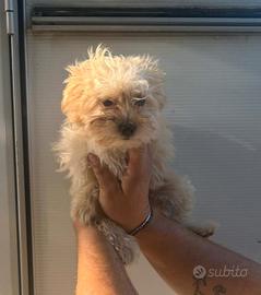 Maltipoo