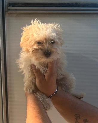 Maltipoo