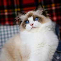 Ragdoll pura razza adulto con pedigree e castrato