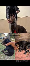 Cuccioli dobermann