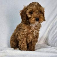 Cockapoo Cuccioli