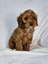 Cockapoo Cuccioli