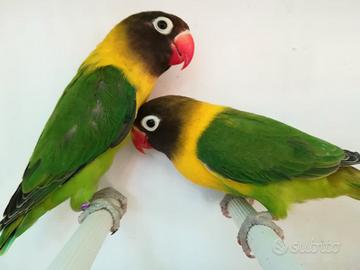 Coppia insep mascherato verde x verde port/ino