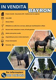 Cavallo