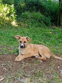 Cucciolo lupetto - lupoide mix pastore in adozione