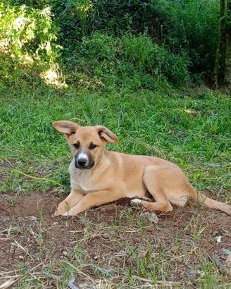 Cucciolo lupetto - lupoide mix pastore in adozione