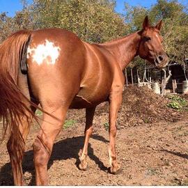 Cavallo