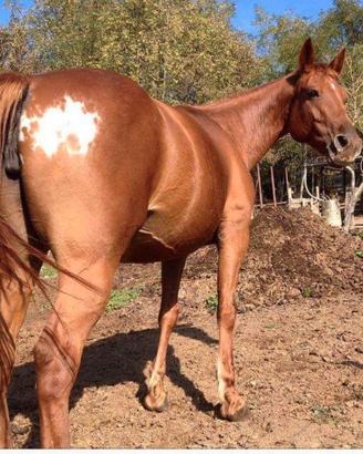 Cavallo