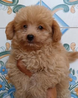 Cucciolo di maltipoo
