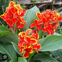 Piante di canna indica di diverse colorazioni 