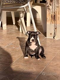 American bully