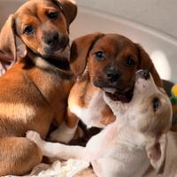 Cuccioli taglia piccola/media