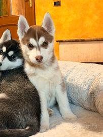 Cucciola husky