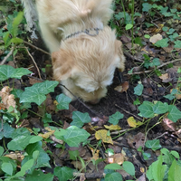 Cane da tartufi lagotto labrador