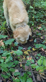 Cane da tartufi lagotto labrador