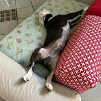 Staffordshire bull terrier accopiamento