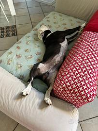 Staffordshire bull terrier accopiamento