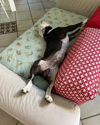 Staffordshire bull terrier accopiamento
