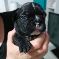 Bulldog francese