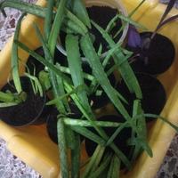 Piante e piantine aloe vera