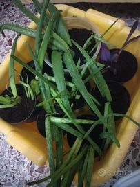 Piante e piantine aloe vera
