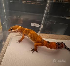 Geco leopardino