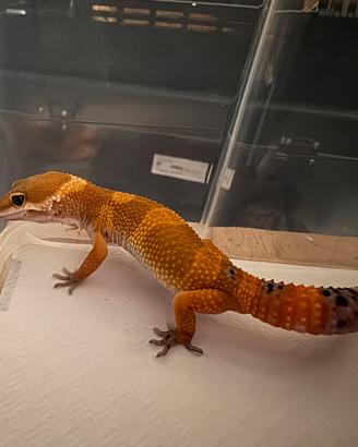 Geco leopardino