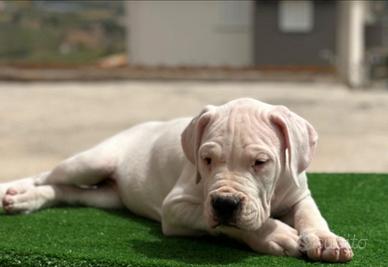 Dogo Argentino Cuccioli