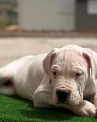 Dogo Argentino Cuccioli