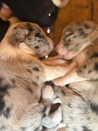 Blue merle border collie