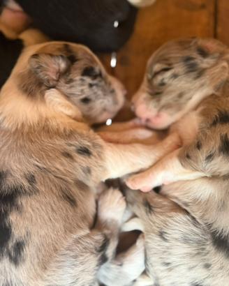 Blue merle border collie